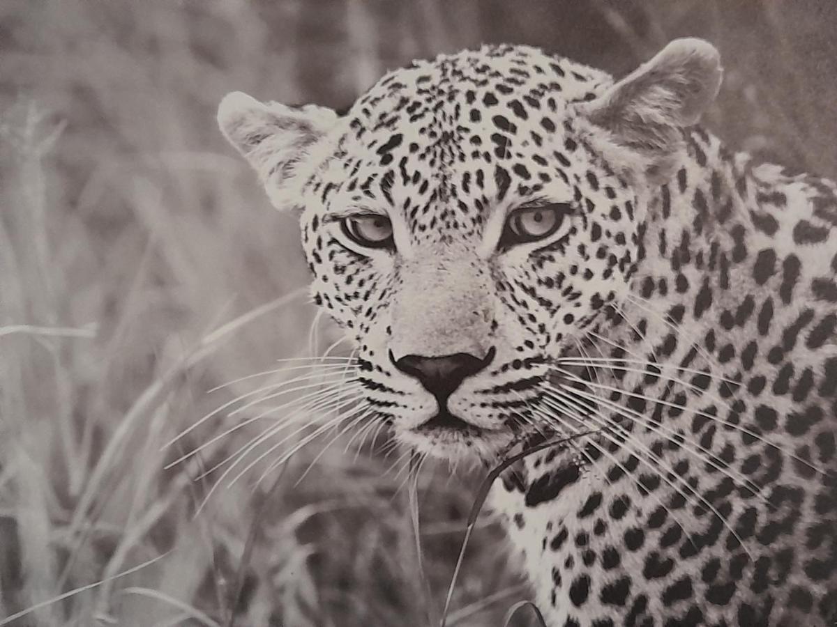 Апартаменти Animalier Жуаньї Екстер'єр фото
